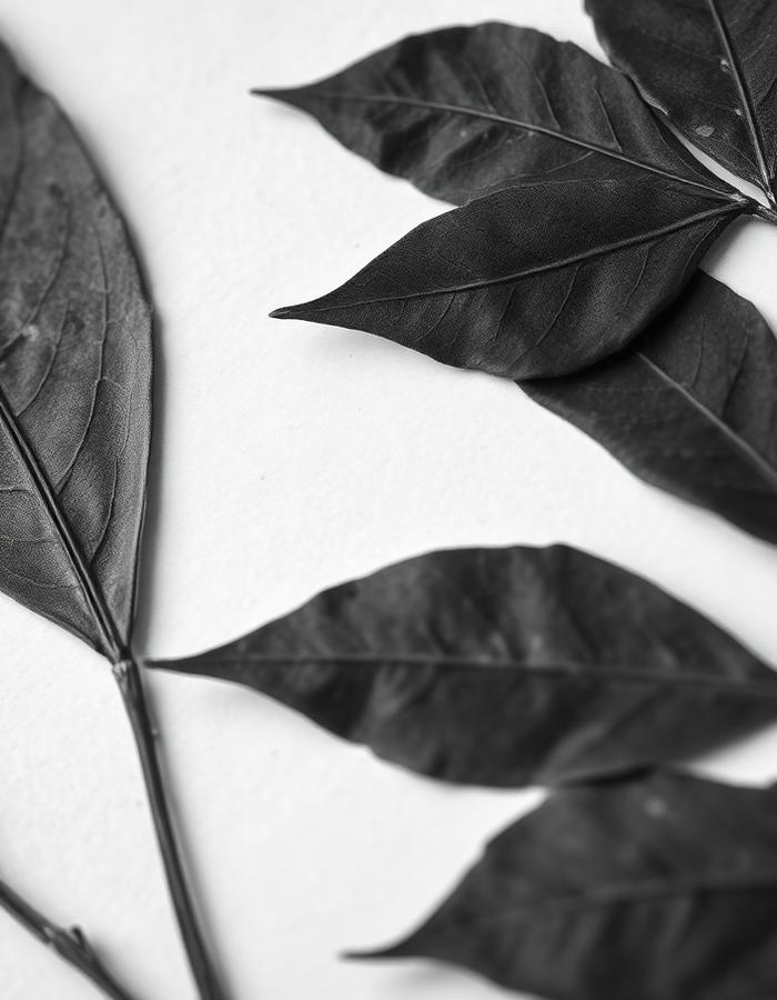 Herbarium ⁒ 03